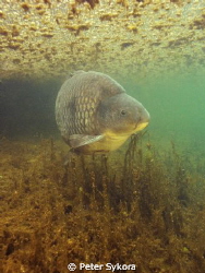 Cyprinus carpio by Peter Sykora 